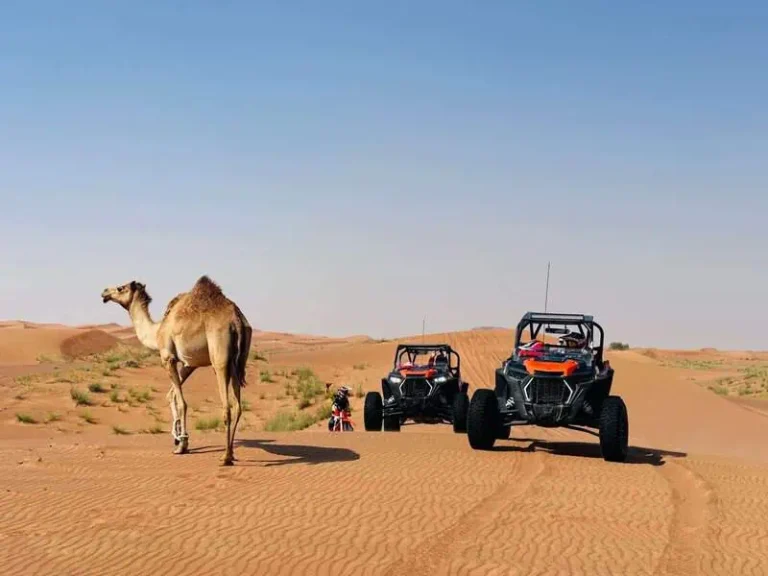 buggies-and-camel-in-desert